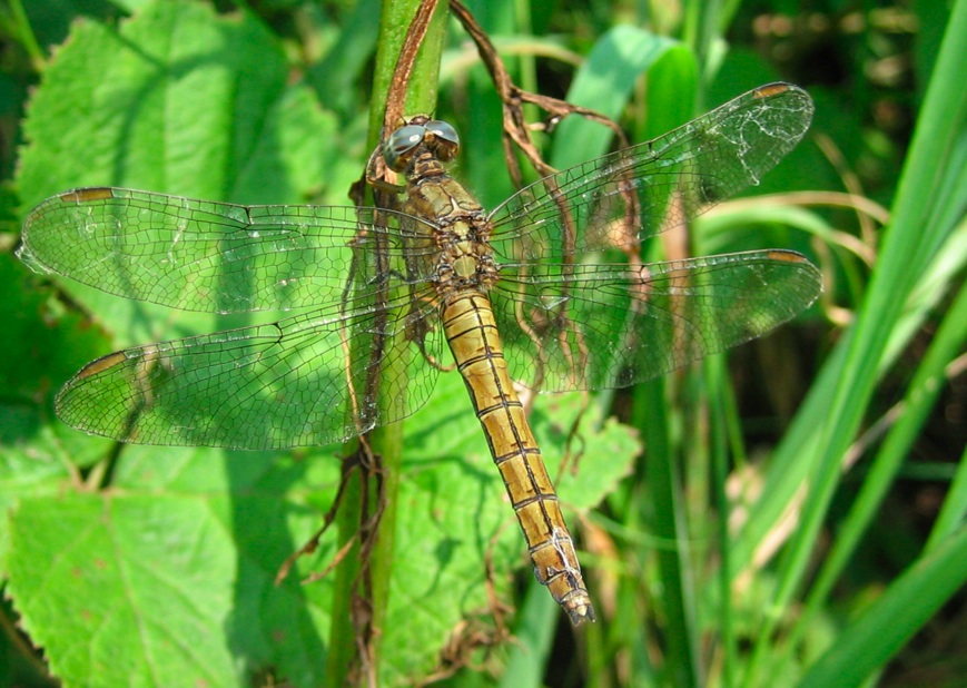 Orthetrum coerulescens e Ischnura pumilio